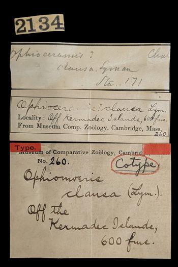 Media type: image;   Invertebrate Zoology OPH-260 Aspect: labels